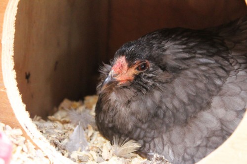 broody bantam chicken