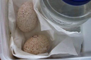 turkey eggs