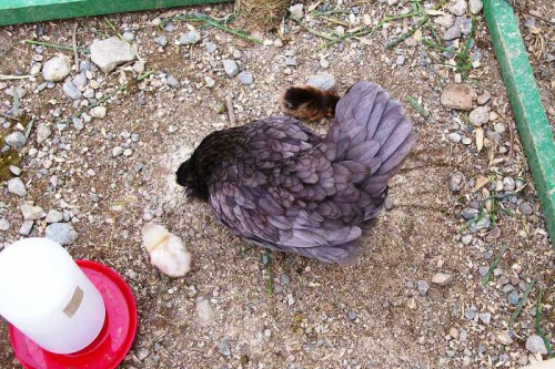 baby peeps in the great outdoors