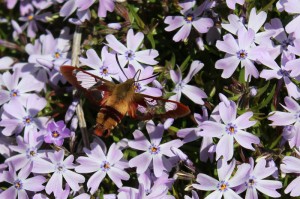 clear wing moth