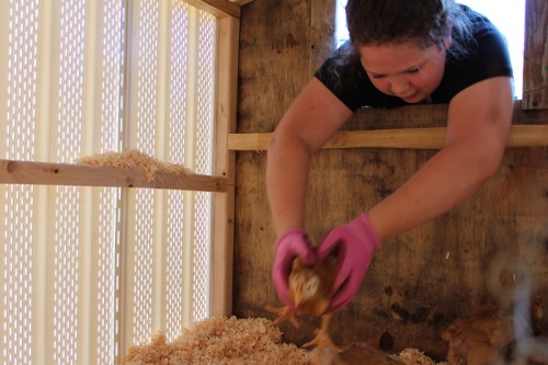 Moving the chickens into their new house