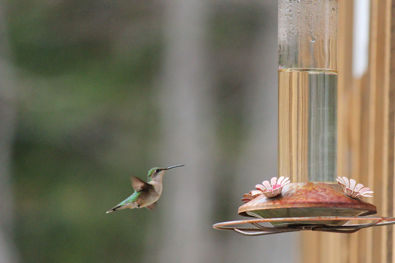 Flight of the Hummingbird