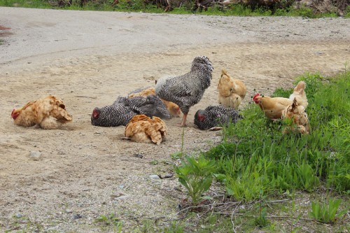 chickens in the road
