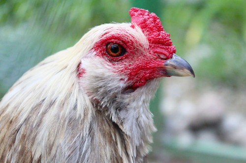 Portrait of Clover, the Bantam Rooster