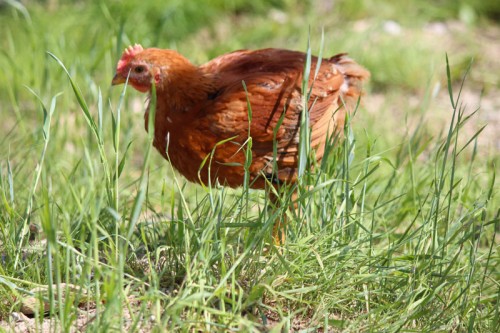 freedom ranger grazing