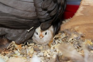 Bantam baby two