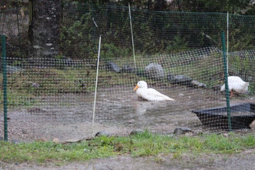 rain made pond