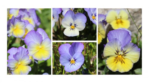 volunteer pansies