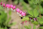 A Bee Sipping From a Bleeding Heart