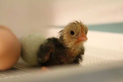 newly hatched baby chick