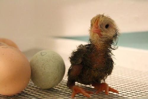 hours old baby chick
