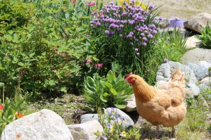 Chicken Little in the Garden
