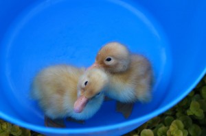 cute in a bucket 2