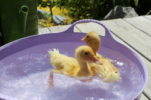 Two week-old Pekin Ducklings