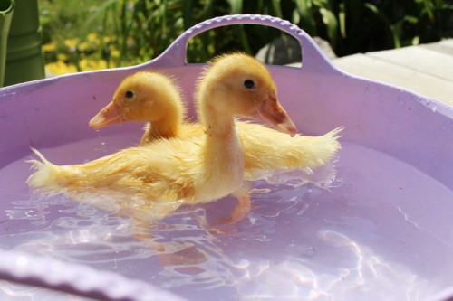 Pekin Ducklings First Swim