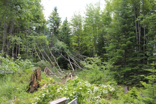 felling maple trees