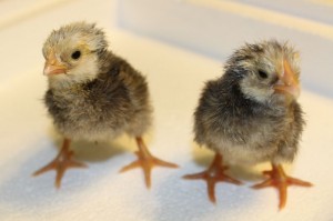 Gilfy and Miri - baby Buff Orpington/Barred Rock Chicks