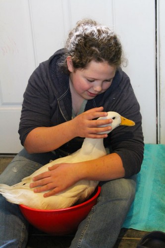 quackers the duck gets a footbath