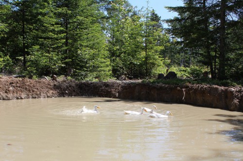 some happy ducks