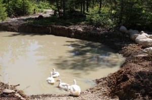 launching of the ducks