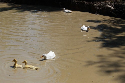 chasing the ducklings out