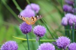 Orange and Brown Butterfly