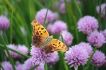 Orange Butterfly in the Chives