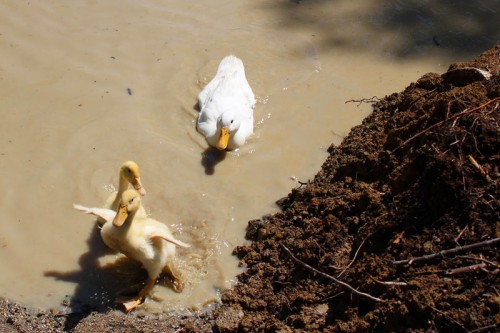 ducklings say i am outa here