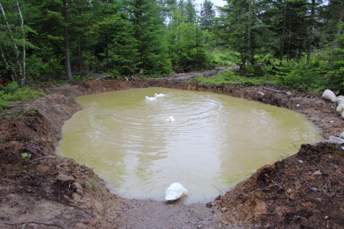 A full pond after a lot of rain