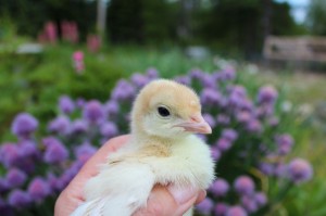 Darling Turkey Chick