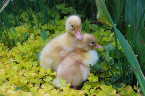 new baby ducklings