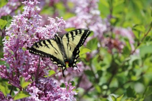 Yellow Butterfly in the Lilacs