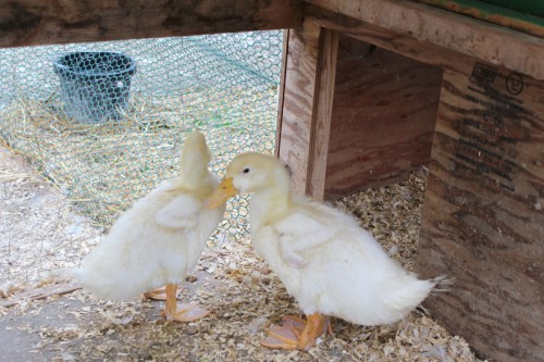 Ducklings booted out of the duck house