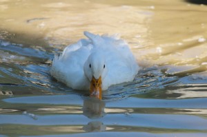 chasing baby ducks