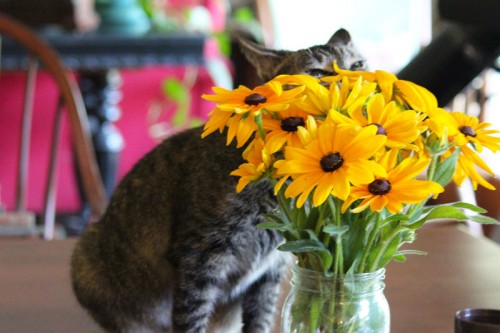 Cat sniffing the bouquet