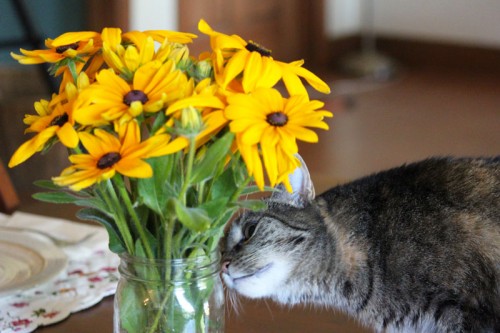 Cinder Checking Out the Flowers