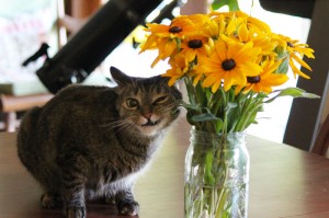 Tasting the Rudbeckia