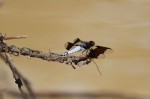 A Common White Tail Skimmer Dragonfly takes a break