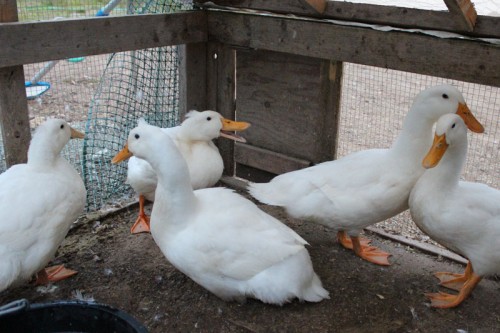 merging two duck families