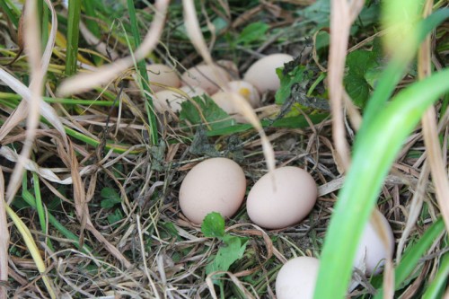 hidden eggs
