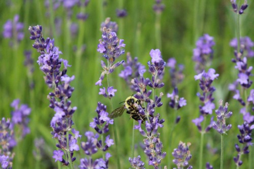 Busy Bumble Bee