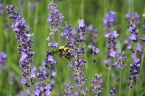 Busy Bumble Bee in Lavendar