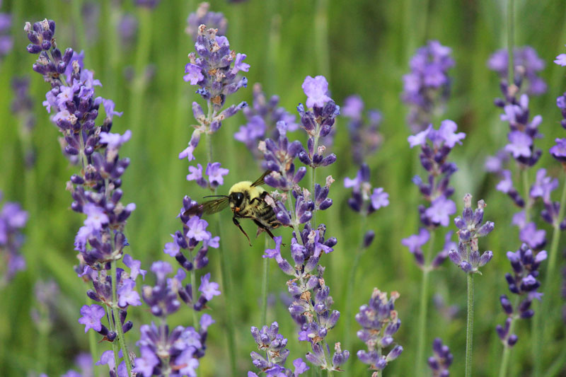 Busy Bees