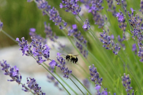 Flying Bumble Bee