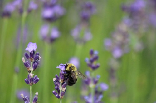 Bee with face stuffed in lavender