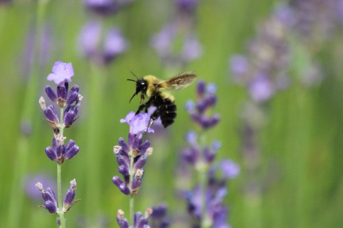 Bumble Bee Stinger