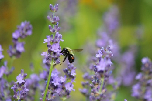 Bee with visible pollen sac