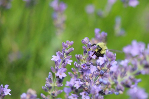 Sucking down the pollen