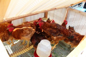 chicken holding pen