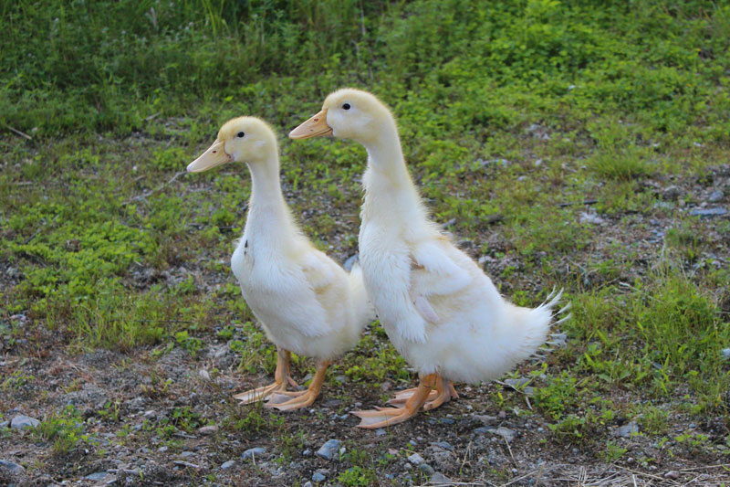 Feathered Babies Update